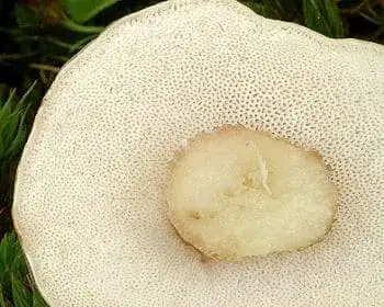Bitter Bolete - Tylopilus felleus