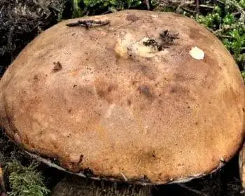 Bitter Bolete - Tylopilus felleus