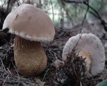 Bitter Bolete - Tylopilus felleus
