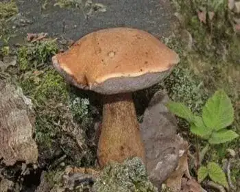 Bitter Bolete - Tylopilus felleus