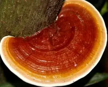 Glänzender Lackporling - Ganoderma lucidum