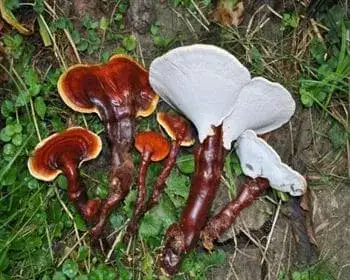 Glänzender Lackporling - Ganoderma lucidum
