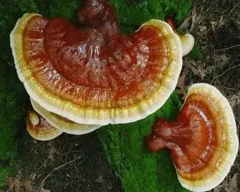 Glänzender Lackporling - Ganoderma lucidum