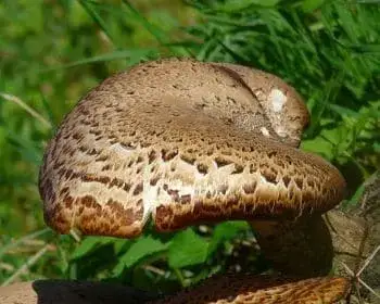 Schuppiger Porling - Polyporus squamosus