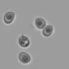 Spore image mushroom spore image