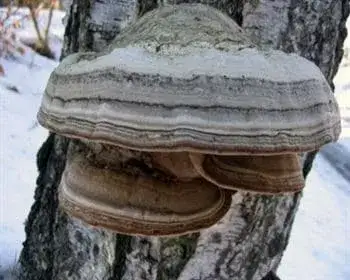 Zunderschwamm - Fomes fomentarius