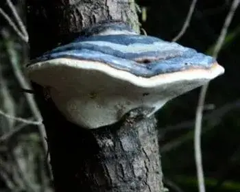 Zunderschwamm - Fomes fomentarius