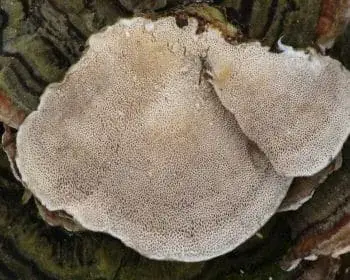 Turkey Tail - Trametes versicolor