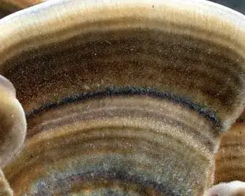 Turkey Tail - Trametes versicolor