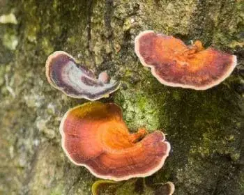 Turkey Tail - Trametes versicolor