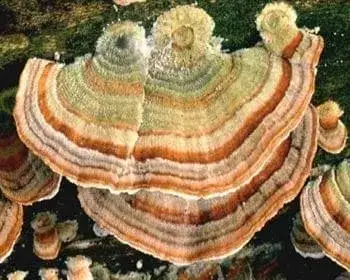 Turkey Tail - Trametes versicolor