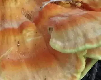 Sárga gévagomba - Laetiporus sulphureus