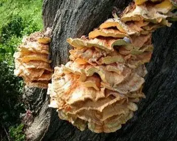 Sárga gévagomba - Laetiporus sulphureus