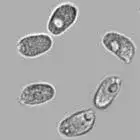 Spore image mushroom spore image