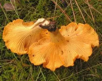 Golden Chanterelle - Cantharellus cibarius