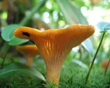 Golden Chanterelle - Cantharellus cibarius