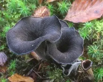 Herbsttrompete - Craterellus cornucopioides
