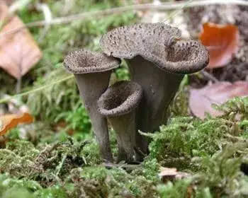 Herbsttrompete - Craterellus cornucopioides