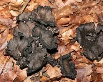 Herbsttrompete - Craterellus cornucopioides