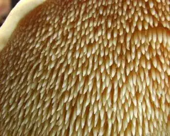 Wood Hedgehog