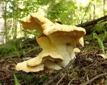 Wood Hedgehog