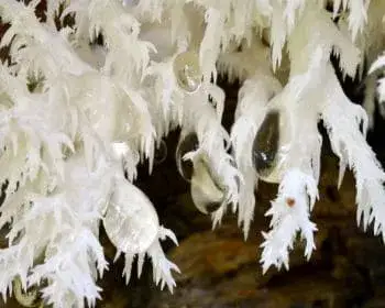 Ästiger Stachelbart - Hericium coralloides