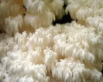 Ästiger Stachelbart - Hericium coralloides