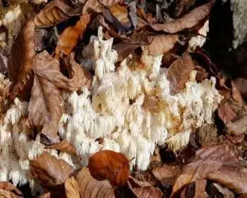 Ästiger Stachelbart - Hericium coralloides