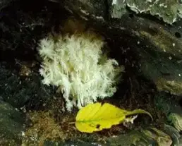 Petrezselyemgomba