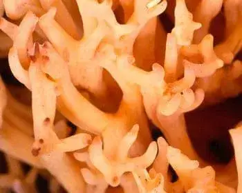 Becherkoralle - Ramaria botrytis