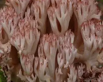 Becherkoralle - Ramaria botrytis