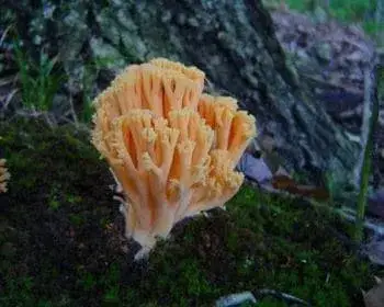 Becherkoralle - Ramaria botrytis