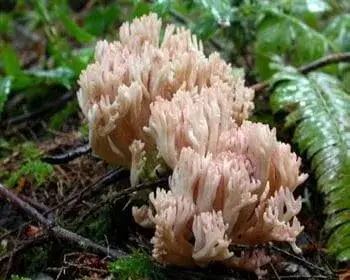 Becherkoralle - Ramaria botrytis