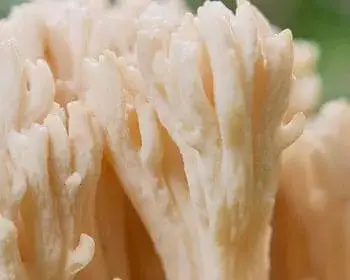 Zierliche Koralle - Ramaria formosa
