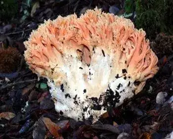 Zierliche Koralle - Ramaria formosa