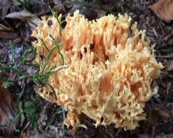 Zierliche Koralle - Ramaria formosa
