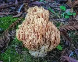 Cifra korallgomba