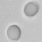 Spore image mushroom spore image