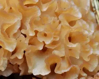 Cauliflower Fungus - Sparassis crispa