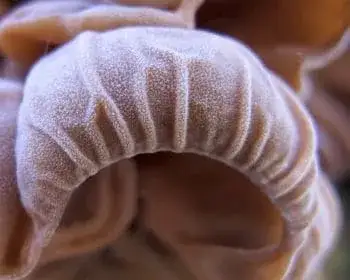 Judasohr - Auricularia auricula-judae