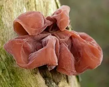 Judasohr - Auricularia auricula-judae