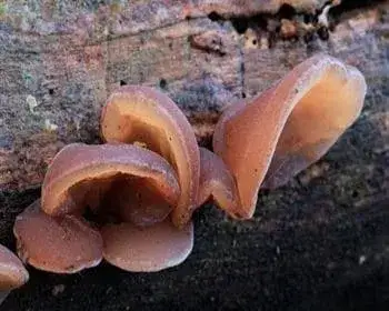 Judasohr - Auricularia auricula-judae