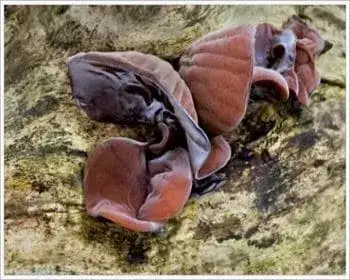 Judasohr - Auricularia auricula-judae