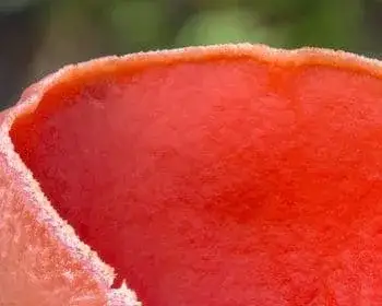 Scarlet Elf Cup - Sarcoscypha coccinea