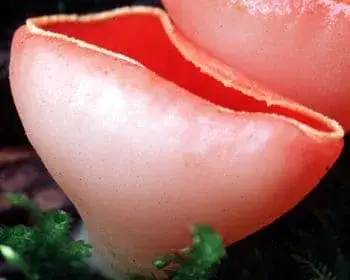 Scarlet Elf Cup - Sarcoscypha coccinea