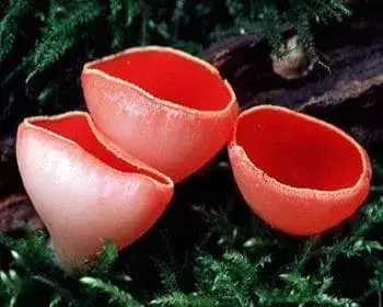 Scarlet Elf Cup - Sarcoscypha coccinea