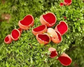 Scarlet Elf Cup - Sarcoscypha coccinea