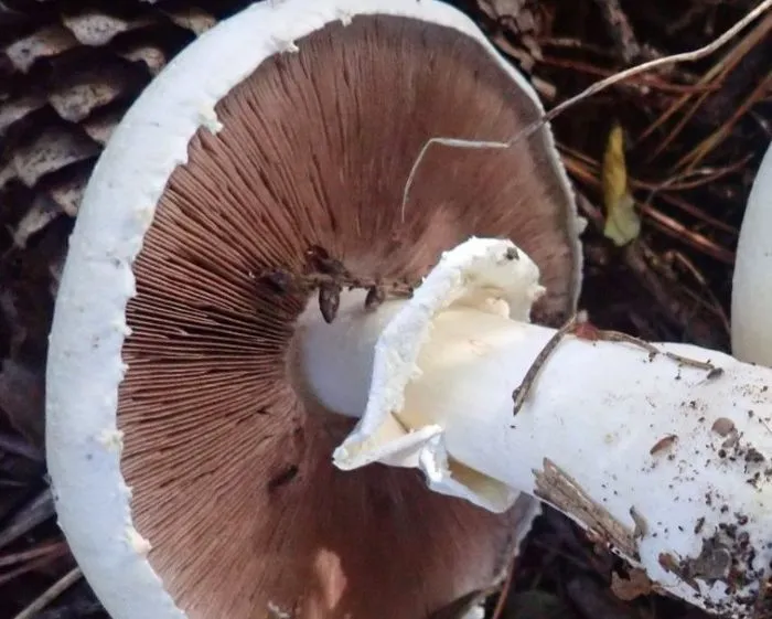 Horse Mushroom