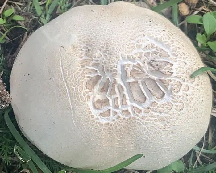 Horse Mushroom
