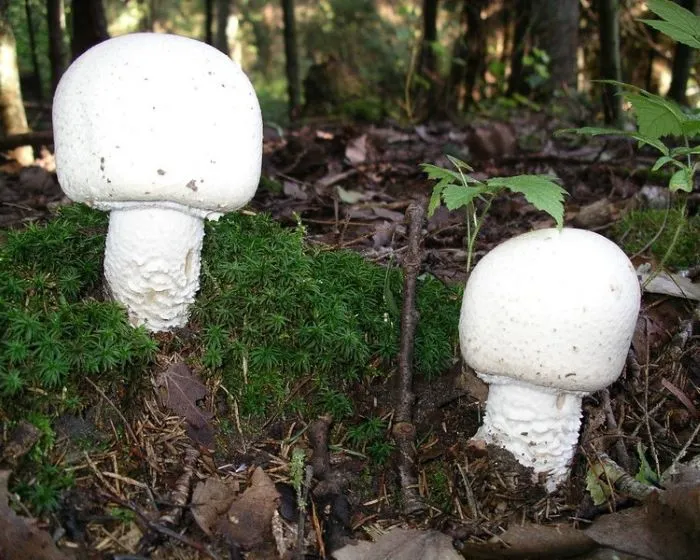 Horse Mushroom